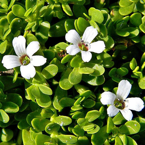 Bacopa-Monnieri Bacopa Monnieri