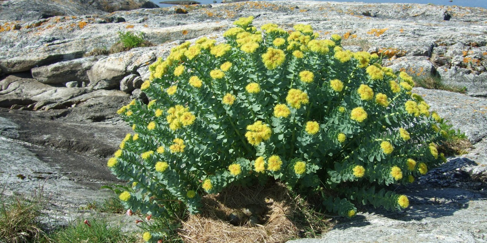 rhodiola-rosea-para-seu-bem-estar Rhodiola Rosea para seu bem-estar