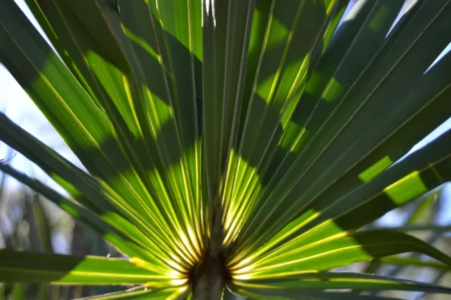 Saw Palmetto: para que serve e como usar
