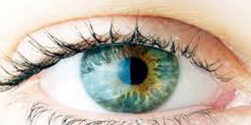 Suplementos para melhorar a saúde dos olhos